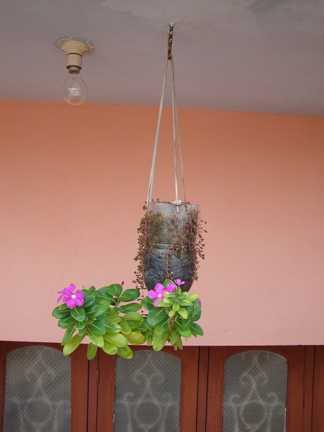 hanging plant pots Hanging pot plants